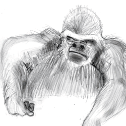 Ape sketches