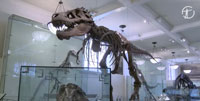 AMNH.tv