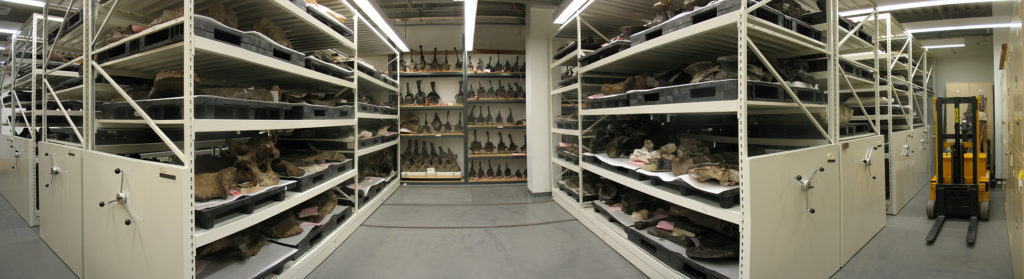 The Big Bone Room at the American Museum of Natural History